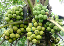 Ben Tre to Host Third Coconut Festival in 2012