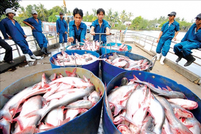 Tien Giang Farmers are Excited to Harvest Pangasius because of High Prices after Tet Holiday