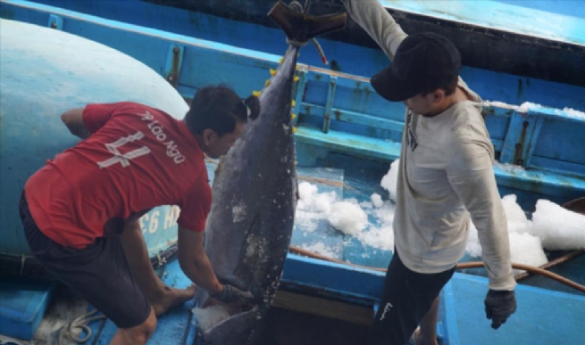 Vietnam Tuna Exports to South Korea Skyrocketed